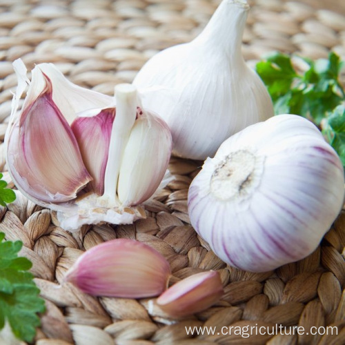 Lower Price Planting Garlic Farm Supply